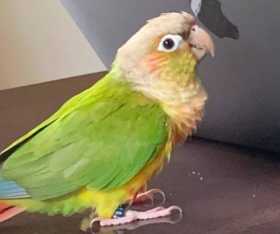 Lost Conure