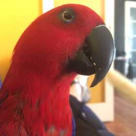 Lost Eclectus