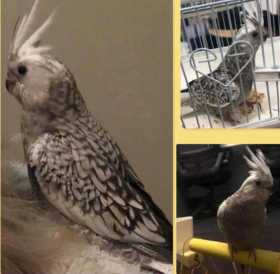 Lost Cockatiel