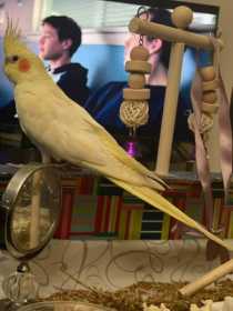 Lost Cockatiel