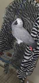 Lost African Grey