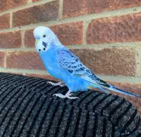 Lost Budgerigar