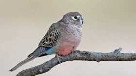 Lost Bourke's Parakeet