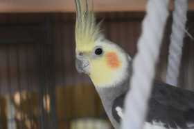 Lost Cockatiel