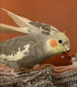 Lost Cockatiel