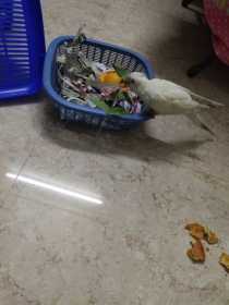 Lost Cockatiel