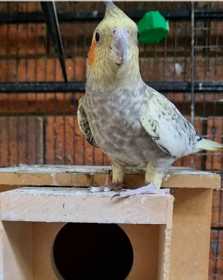 Lost Cockatiel