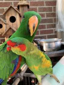 Lost Lory / Lorikeet