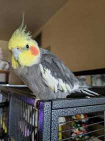 Lost Cockatiel