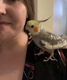 Lost Cockatiel