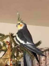 Lost Cockatiel