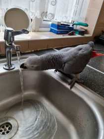 Lost African Grey