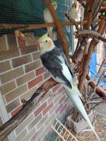 Lost Cockatiel