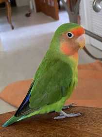 Lost Lovebird