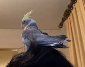 Lost Cockatiel