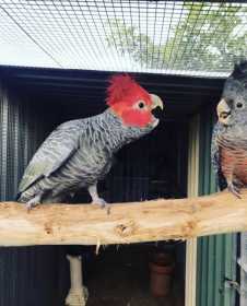 Lost Gang-gang cockatoo