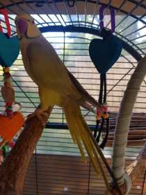 Lost Indian Ringneck Parakeet