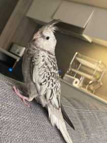 Lost Cockatiel