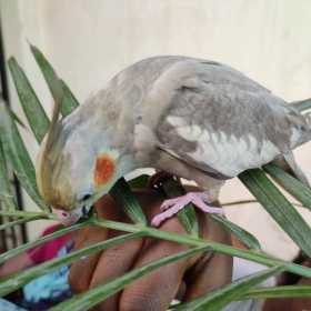 Lost Cockatiel