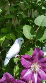 Lost Parrotlet