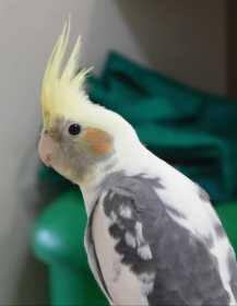 Lost Cockatiel