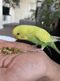 Lost Budgerigar