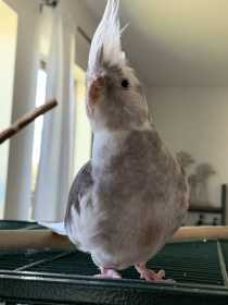 Lost Cockatiel