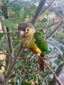 Lost Conure