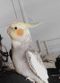 Lost Cockatiel