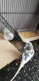 Lost Budgerigar