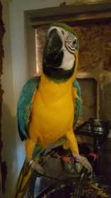 Lost Macaw