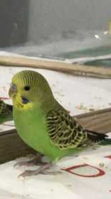 Lost Budgerigar