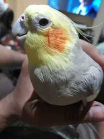 Lost Cockatiel