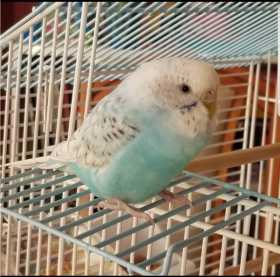 Lost Budgerigar