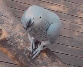 Lost African Grey
