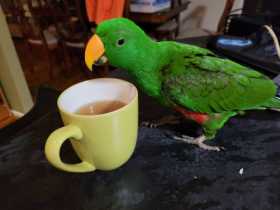 Lost Eclectus
