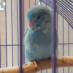 Lost Parrotlet