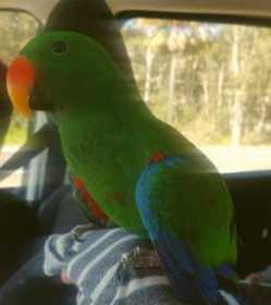 Lost Eclectus