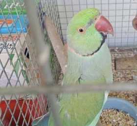 Lost Australian Ringneck Parakeet