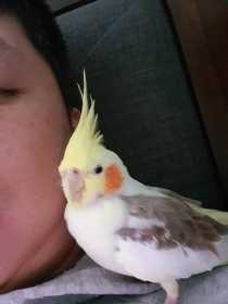 Lost Cockatiel