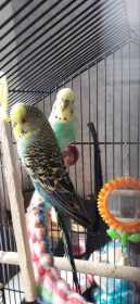 Lost Canary