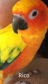 Lost Conure