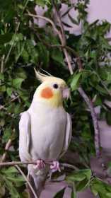 Lost Cockatiel
