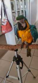 Lost Macaw