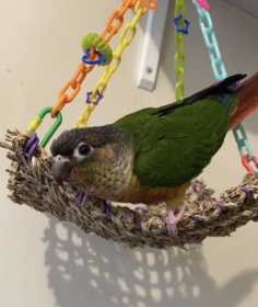 Lost Conure