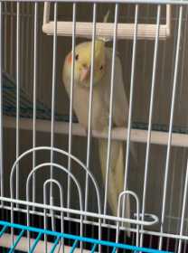 Lost Cockatiel