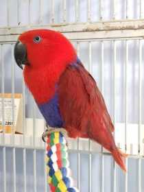 Lost Eclectus