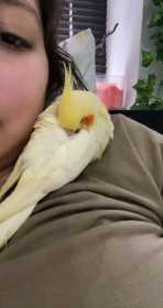 Lost Cockatiel