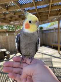 Lost Cockatiel