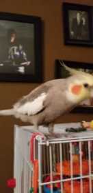 Lost Cockatiel